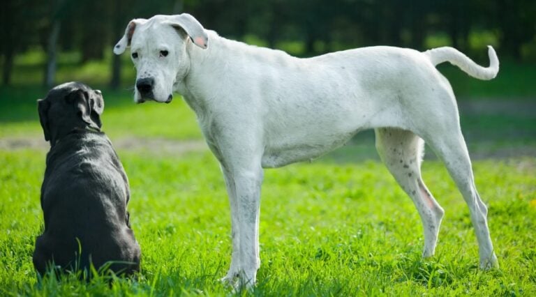 Razón por la que los perros pequeños viven más