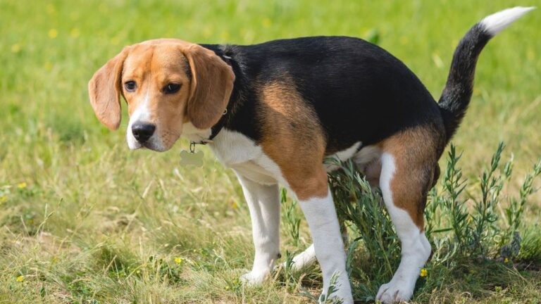 Esta oferta de Black Friday te permite comprar bolsas biodegradables para tu perro