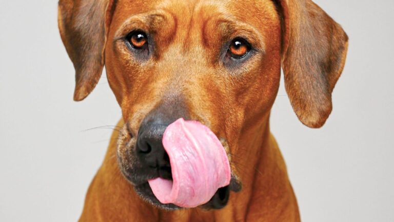 Licking Mat en tu vida, porque a tu perro le encanta lamer. Aunque aún no lo sepas