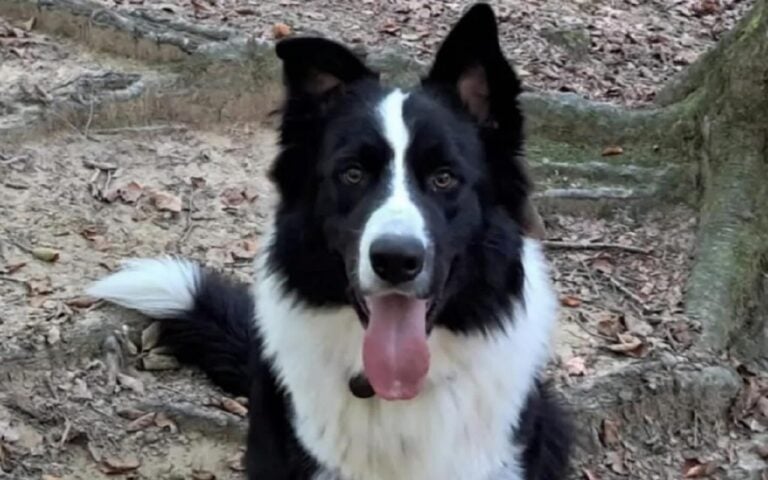 Lucky Girona - Border Collie robado