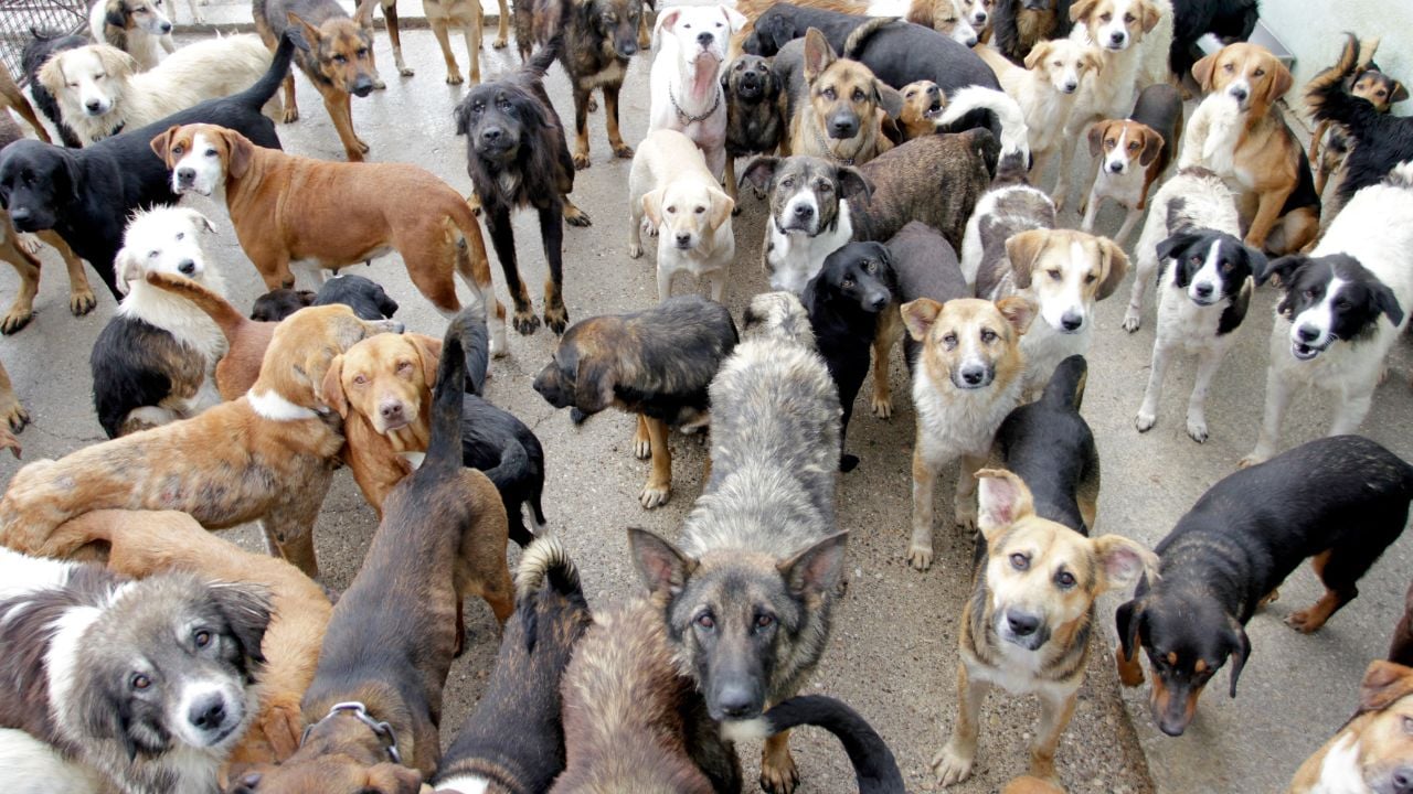 Así puedes aprender a gestionar varios perros de una manada en casa o en una residencia canina. Educador canino te explica lo básico que deberías saber