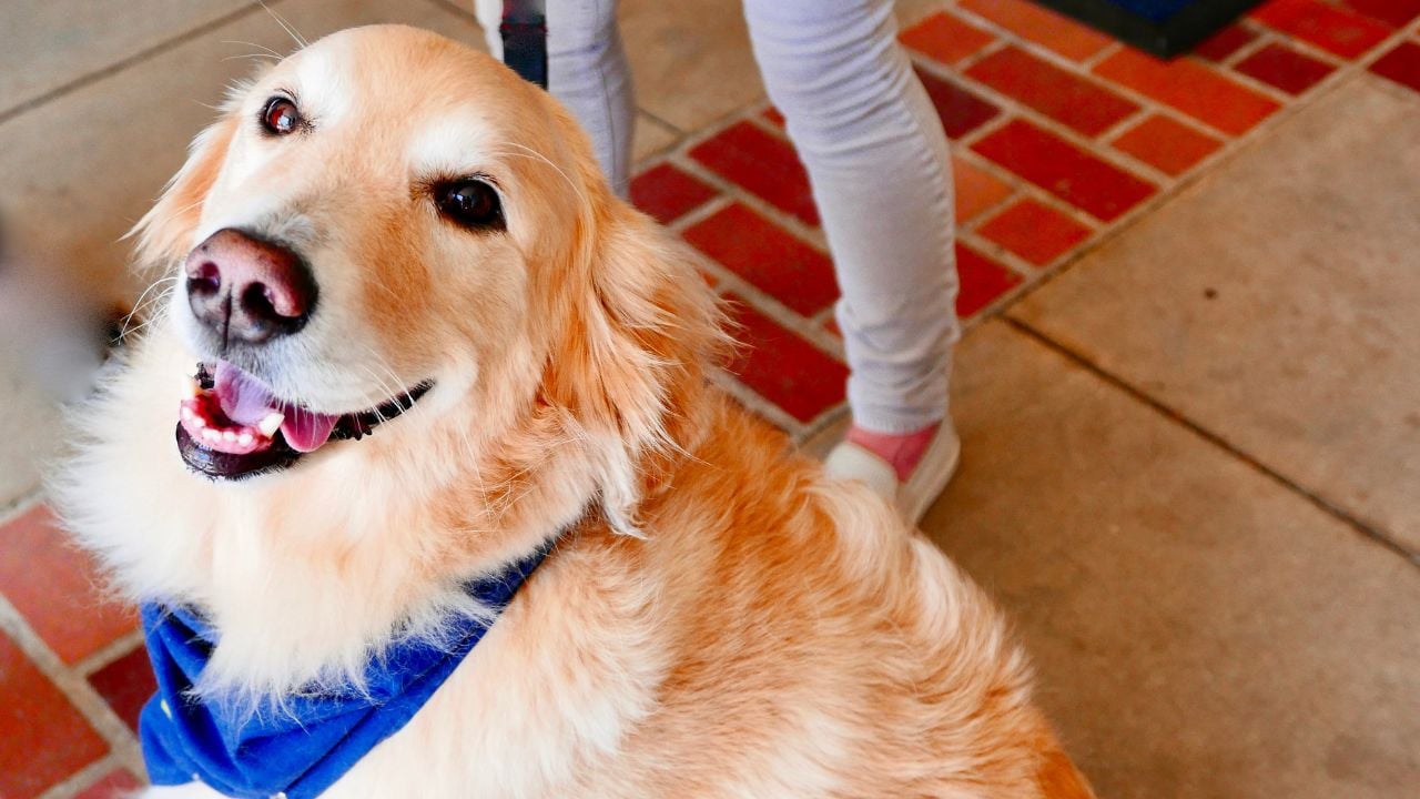 Confirmado La Fundación ONCE busca familias para acoger cachorros que serán perros de asistencia