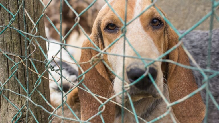 Confirmado La Ley de Bienestar Animal no funciona. Tras más de un año, los resultados no son los esperados