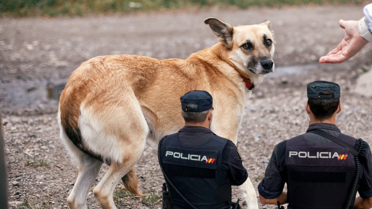 El Gobierno comparte la I Jornada Nacional Técnico-formativa para la policía sobre bienestar de los animales. Por ahora, parece una buena idea con poca difusión