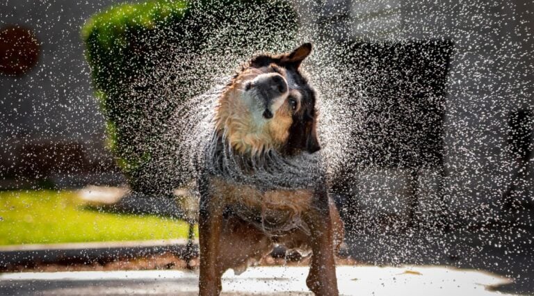 Esta es la razón por la que los perros se sacuden cuando están mojados-1