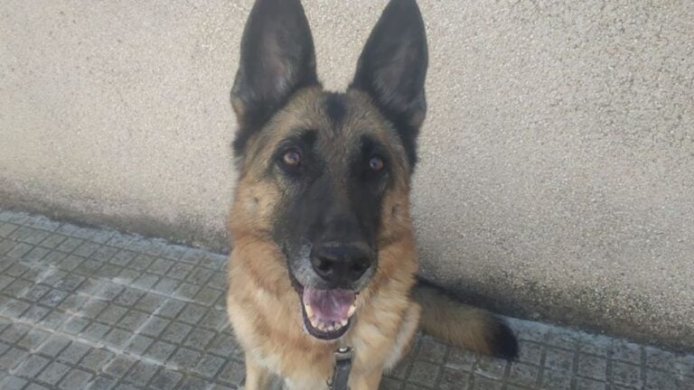 Megapost para educar a tu perro desde cero. Descubre todo lo que necesitas para una convivencia perfecta vivas con un cachorro, un perro joven o un sénior