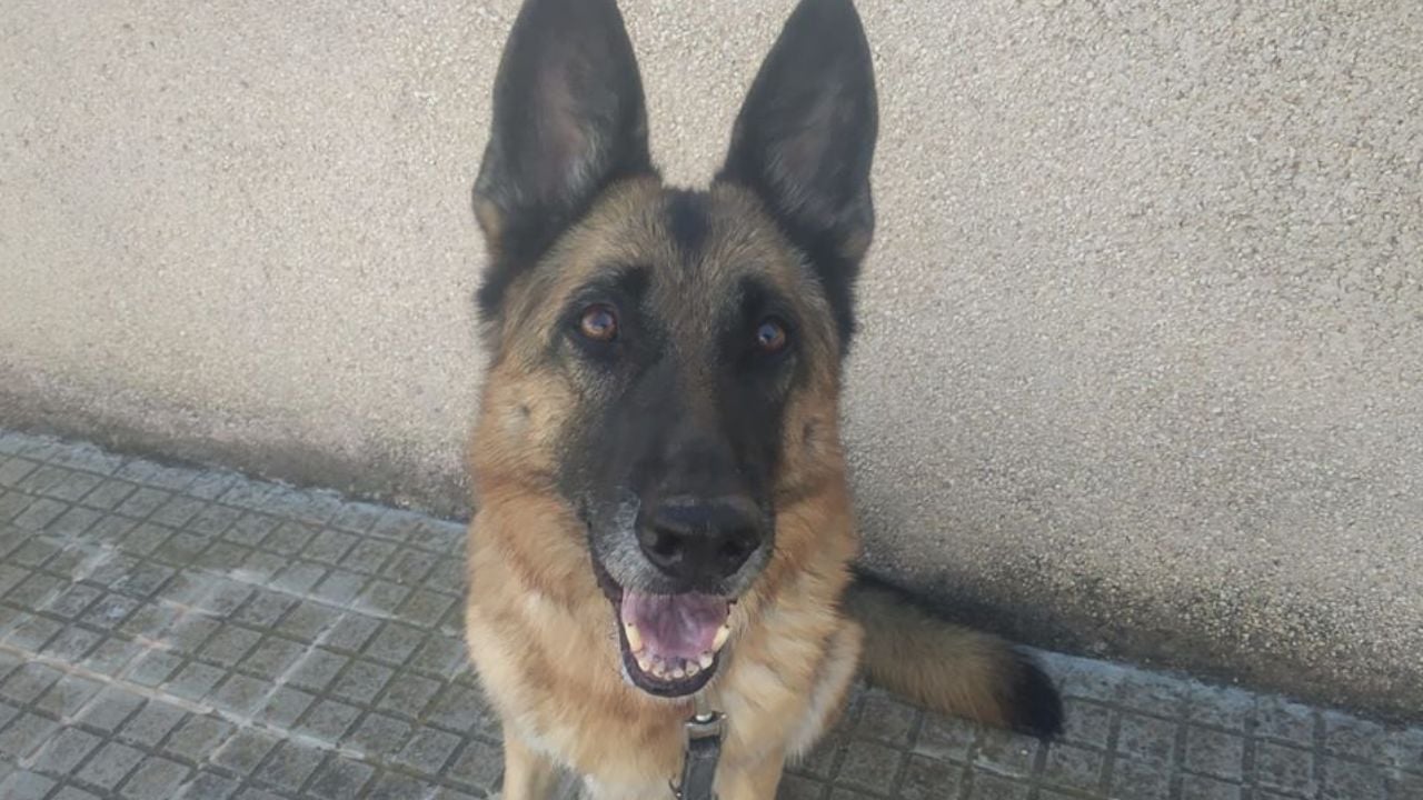 Megapost para educar a tu perro desde cero. Descubre todo lo que necesitas para una convivencia perfecta vivas con un cachorro, un perro joven o un sénior