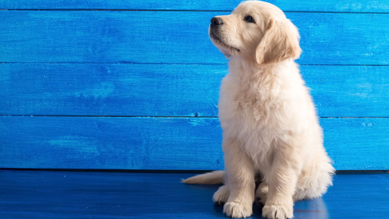 Un golden retriever se mete en un charco. La noticia es que nos sorprende que los perros puedan ser perros