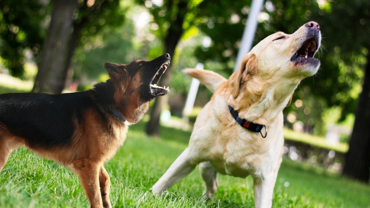 Aunque te asustes, tu perro necesita que te mantengas calmado. El contagio emocional y por qué los perros pueden contagiarse del estrés humano